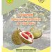 Buku Pedoman Pengembangan Durian Rawa