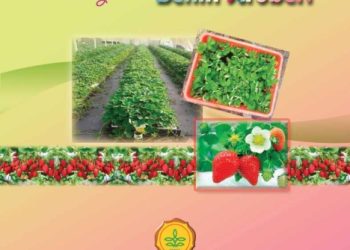Standar Operasional Prosedur (SOP) perbanyakan benih stroberi (Fragaria sp)