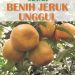 Benih Jeruk Unggul