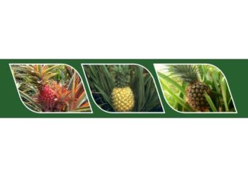 PANDUANPASCAPANEN NENAS (Ananas Comosus)