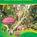 TEKNOLOGI PENGOLAHAN BIJI KAKAOMENUJU SNI BIJI KAKAO 01-2323-2008
