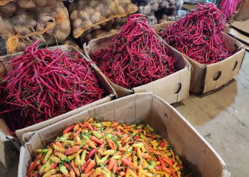 Kementan Pastikan Pasokan Cabai di NTB Kembali Normal