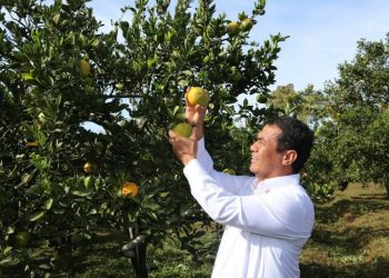 Jeruk Lokal Tetap Digemari, Produksi Nasional Mencukupi