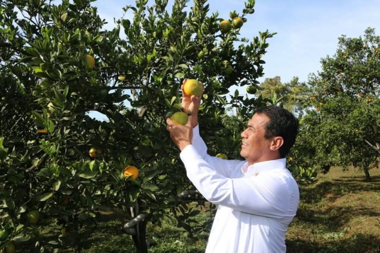 Jeruk Lokal Tetap Digemari, Produksi Nasional Mencukupi
