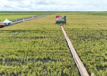 Panen Raya Serentak Optimasi Lahan di Merauke: Komitmen Nyata Menuju Swasembada Pangan