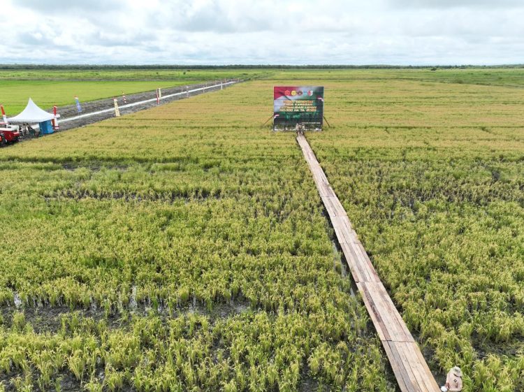 Panen Raya Serentak Optimasi Lahan di Merauke: Komitmen Nyata Menuju Swasembada Pangan