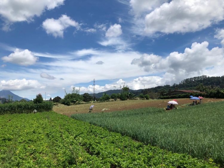 Wanita Penggerak Hortikultura dari Berastagi