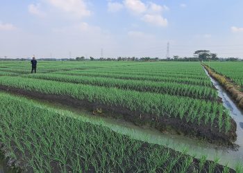 Panen Bawang Merah Marak, Pasokan Aman, Harga Berangsur Normal