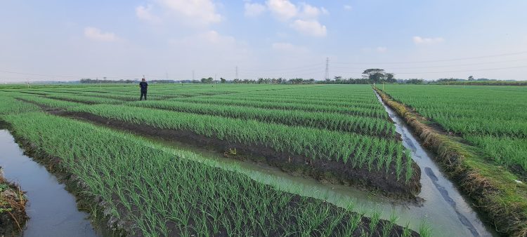 Panen Bawang Merah Marak, Pasokan Aman, Harga Berangsur Normal