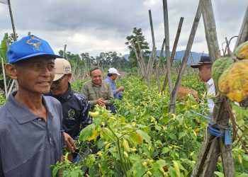 Konsolidasi Champion Cabai, Kementan Pastikan Pasokan Aman Jelang Nataru