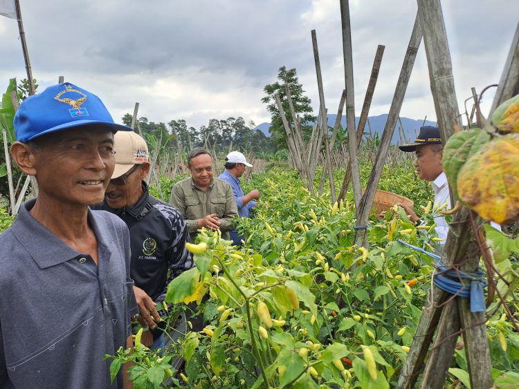 Konsolidasi Champion Cabai, Kementan Pastikan Pasokan Aman Jelang Nataru