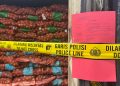 4 Organisme di Bawang Bombai Ilegal Ini Bisa Hancurkan Produksi Pertanian Nasional