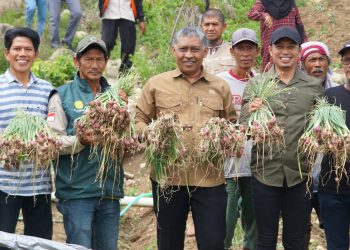 HDDAP Dorong Peningkatan Daya Saing Bawang Merah Lahan Kering di Enrekang