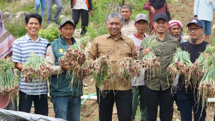 HDDAP Dorong Peningkatan Daya Saing Bawang Merah Lahan Kering di Enrekang