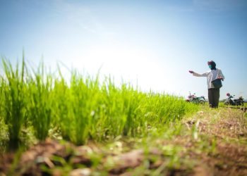 Produksi Beras 2025 Tembus 34,71 Juta Ton; Meningkat 13,36 Persen