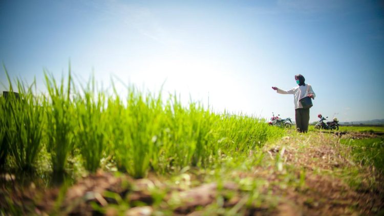 Produksi Beras 2025 Tembus 34,71 Juta Ton; Meningkat 13,36 Persen