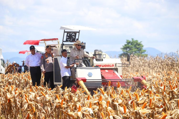 BPS: Produksi Jagung 2025 Naik 6,44%, Tembus 16,11 Juta Ton