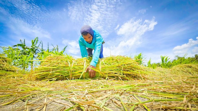 Swasembada Pangan, Jalan Menuju Kebangkitan Pertanian Indonesia