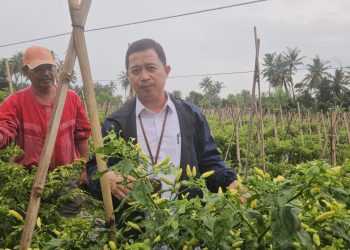 Produksi Cabai Jabar Surplus, Pasokan Aman Jelang Ramadhan-Idul Fitri 2026