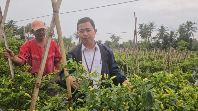 Produksi Cabai Jabar Surplus, Pasokan Aman Jelang Ramadhan-Idul Fitri 2026