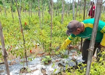 Jelang Ramadhan, Kementan Cek Pasokan Cabai di Jatim