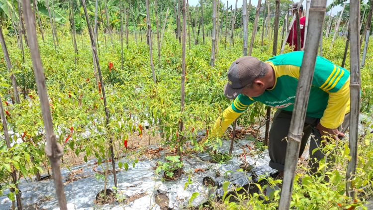 Jelang Ramadhan, Kementan Cek Pasokan Cabai di Jatim