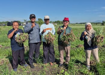 Jelang Idul Adha, Kementan Perkuat Sinergi Jaga Pasokan Bawang Merah Nasional