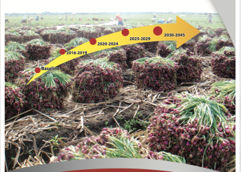 Roadmap Bawang Merah 2017