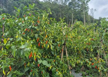 Kementan Imbau Petani Tidak Gunakan Paracetamol untuk Tanaman Cabai, Utamakan Budidaya Berbasis Ilmiah