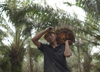 Ekspor Sektor Pertanian Terus Menguat, Ditopang Lonjakan Ekspor Sawit 7,32 Persen