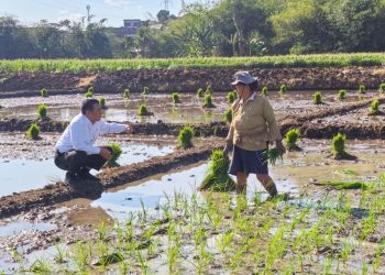 Sidak Sawah di Semarang, Mentan Amran Dengar Keluhan Petani, Langsung Hadiahi Traktor