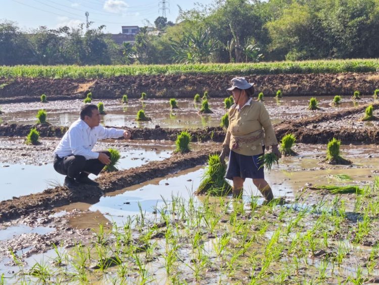 Sidak Sawah di Semarang, Mentan Amran Dengar Keluhan Petani, Langsung Hadiahi Traktor