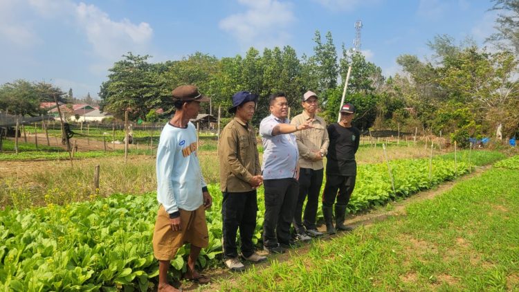 Perkuat Akses Pasar dan Hilirisasi, Kementan Dorong Potensi Hortikultura Tanah Bumbu