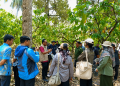 Kementerian Pertanian Libatkan Tim Ahli untuk Menangani Gejala ‘Bangkalan’ pada Tanaman Durian di Sulawesi Tengah