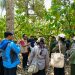 Kementerian Pertanian Libatkan Tim Ahli untuk Menangani Gejala ‘Bangkalan’ pada Tanaman Durian di Sulawesi Tengah
