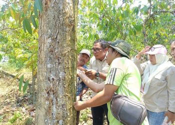 Mentan Amran Turunkan Tim Ahli Tangani Bangkalan untuk Jaga Produksi Durian Sulteng
