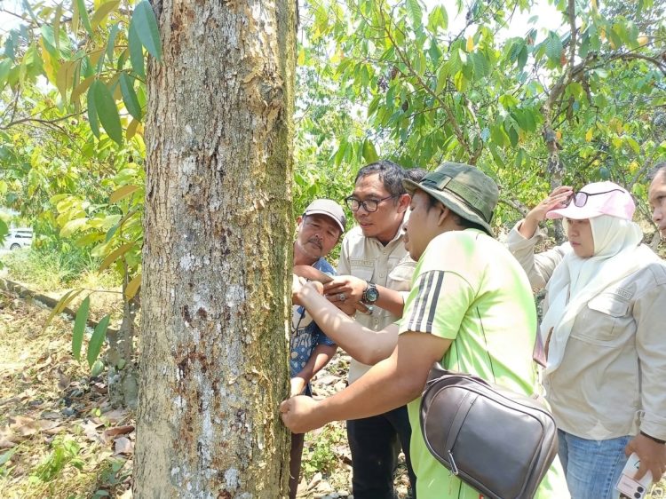 Mentan Amran Turunkan Tim Ahli Tangani Bangkalan untuk Jaga Produksi Durian Sulteng