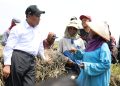 Kesejahteraan Petani Terus Menguat, NTP September 2026 Tembus 131,11