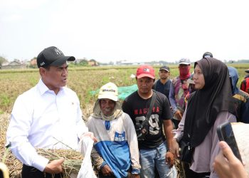 Dua Tahun Prabowo-Gibran, Emrus: Mentan Amran Satu-satunya Menteri Berkinerja Terbaik
